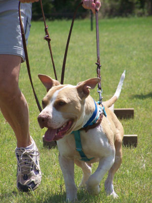 Leading Alf in the Confidence Course